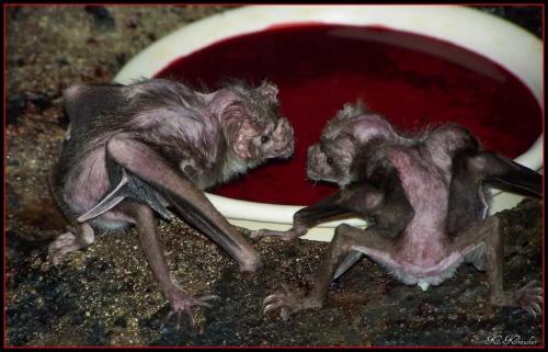 Летучая мышь вампир. Летучие мыши-вампиры: Мрачный секрет успеха