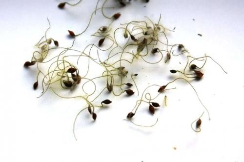 Клематис семена. Выращиваем клематис дома из семян – практическое руководство с фото