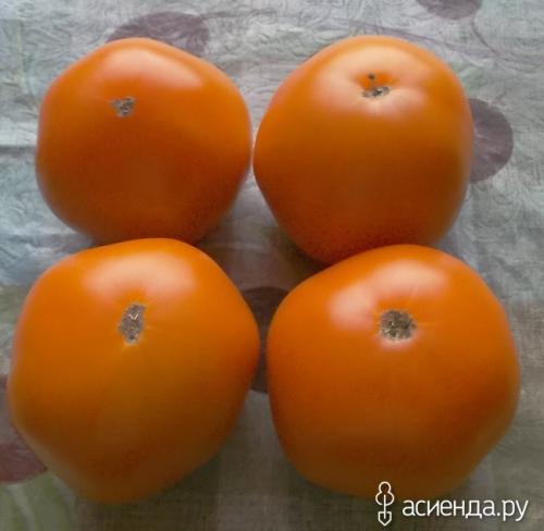 Томат Хурма форум. Томат сорта Хурма.