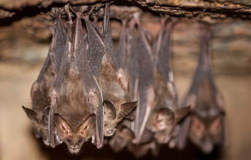 Как размножаются летучие мыши. Описание и особенности