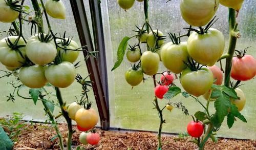 Томат юсуповский. Мои любимые сорта томатов.