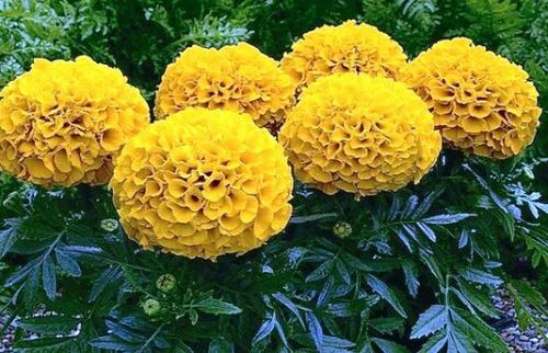 Бархатцы кармен. Низкорослые сорта бархатцев: название, фото и описание