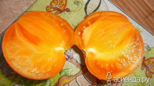 Томат Хурма форум. Томат сорта Хурма.