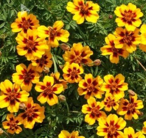 Бархатцы кармен. Низкорослые сорта бархатцев: название, фото и описание
