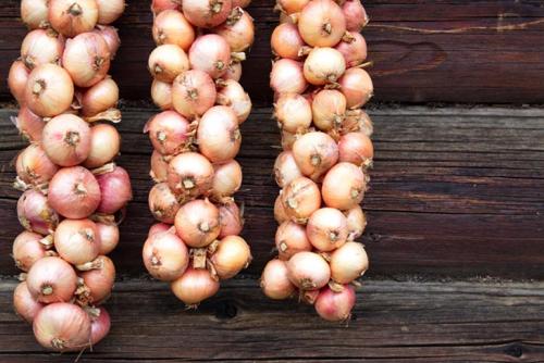 Как хранить лук дома. Как правильно хранить репчатый лук зимой в домашних условиях?