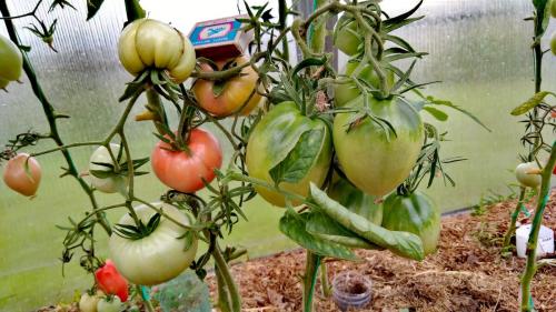 Томат юсуповский. Мои любимые сорта томатов.