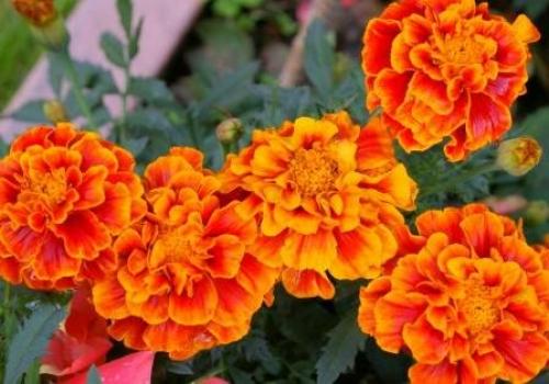Бархатцы кармен. Низкорослые сорта бархатцев: название, фото и описание