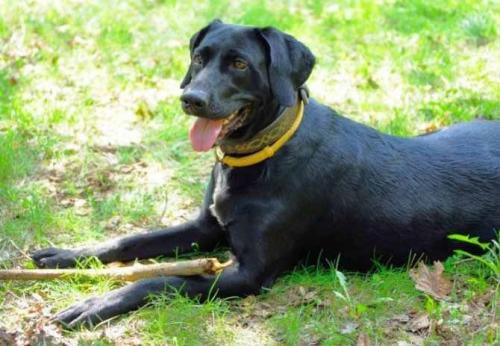 Через сколько пропадают блохи после ошейника. Принцип действия защитных ошейников