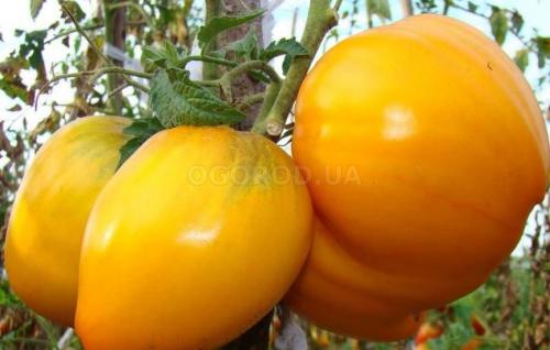 Томат Хурма характеристика и описание сорта. Характеристика и описание сорта