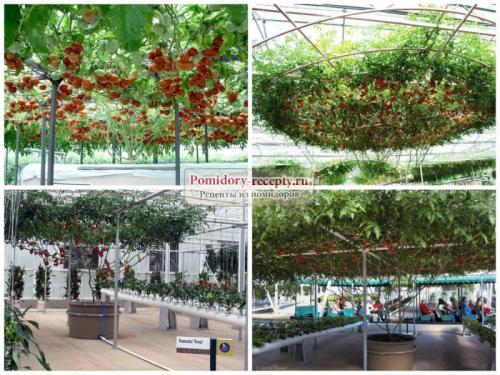 Томат таня ф1. Происхождение сорта помидора «Таня ф1» 04 Томат таня ф1. Происхождение сорта помидора «Таня ф1» 04