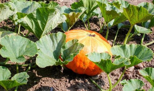 Когда убирать тыкву с огорода
