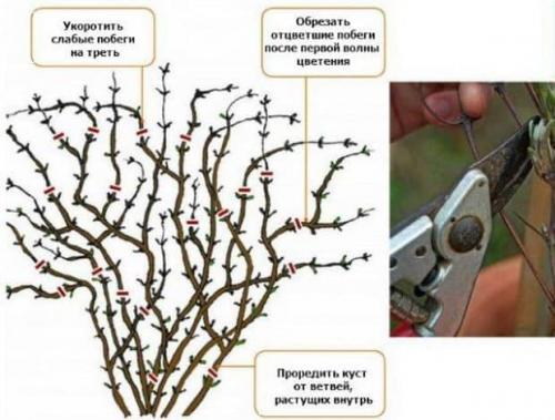 Клематис уход осенью. Уход за клематисом осенью — основные операции по подготовке к зиме