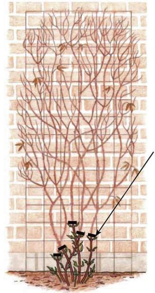 Клематис посадка и уход. Посадка клематиса — советы для начинающих цветоводов. 25