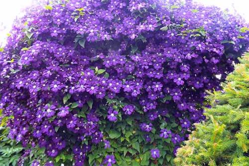 Клематис посадка и уход. Посадка клематиса — советы для начинающих цветоводов.