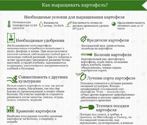 Картофель условия выращивания. Подходящие климатические условия для выращивания картофеля