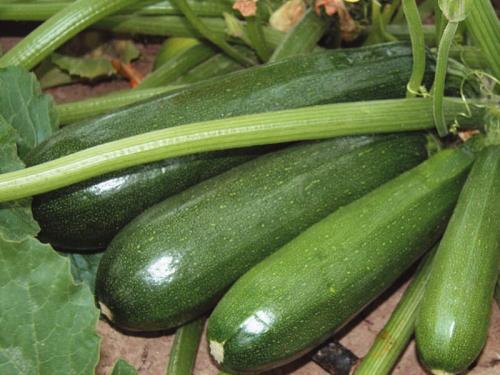 Долгохранящиеся кабачки. Сорта кабачков, которые много и долго плодоносили и хорошо хранятся зимой