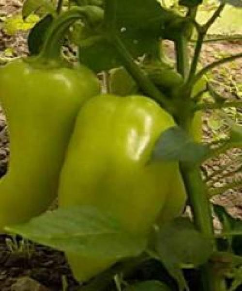 Чем удобрять перец при посадке. Удобрение для перца – особенности и нормы внесения