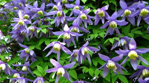 Клематис семена. Выращиваем клематис дома из семян – практическое руководство с фото