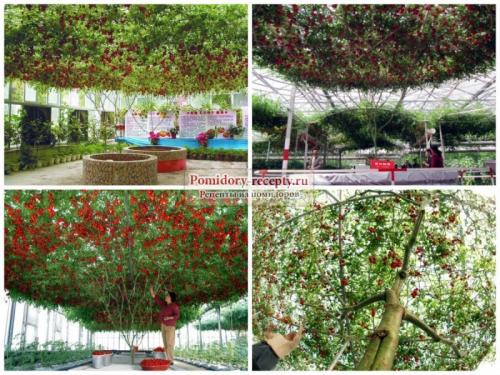 Томат таня ф1. Происхождение сорта помидора «Таня ф1» 03 Томат таня ф1. Происхождение сорта помидора «Таня ф1» 03