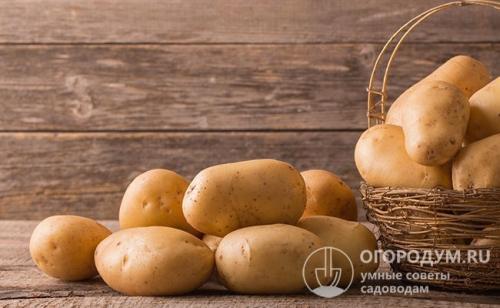 Как хранить картошку в холодильнике. Хранение картофеля в домашних условиях