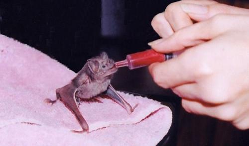 Летучая мышь вампир. Летучие мыши-вампиры: Мрачный секрет успеха