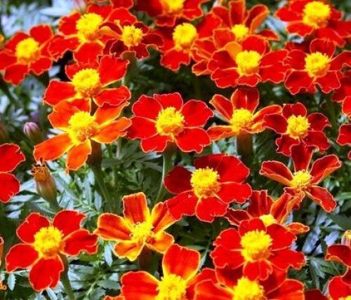 Бархатцы кармен. Низкорослые сорта бархатцев: название, фото и описание