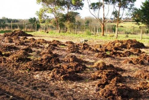 Сорт картофеля Гала – характеристика, описание, вкусовые качества, отзывы