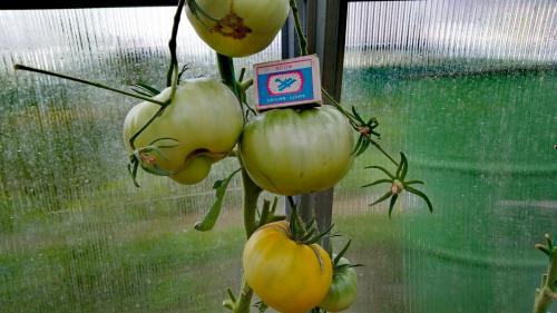 Томат юсуповский. Мои любимые сорта томатов.