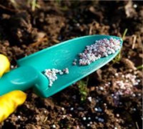 Чем удобрять перец при посадке. Удобрение для перца – особенности и нормы внесения