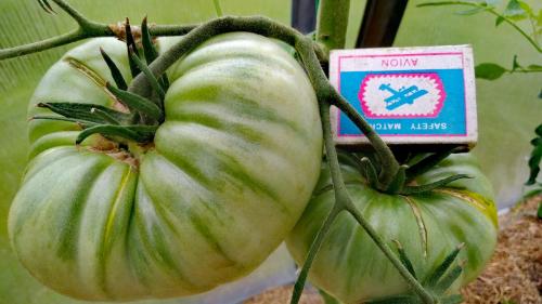 Томат юсуповский. Мои любимые сорта томатов.