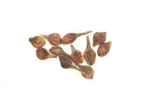 Клематис семена. Выращиваем клематис дома из семян – практическое руководство с фото