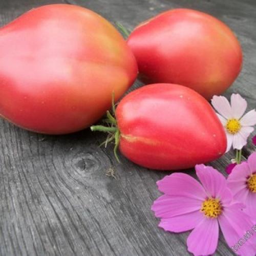 Томат подсинское чудо. Характеристика и описание сорта