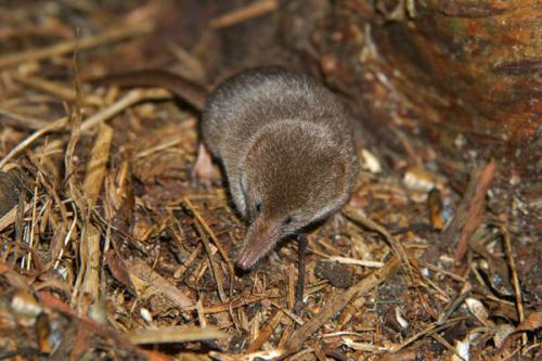 Что едят землеройки. Землеройка