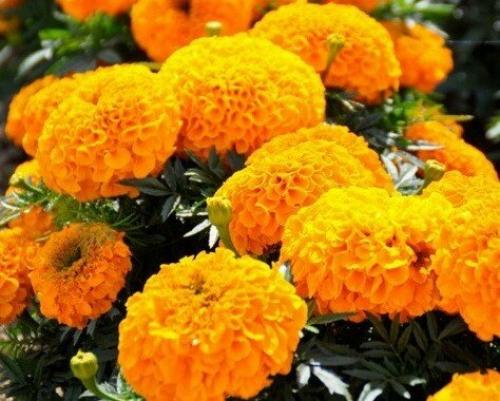 Бархатцы кармен. Низкорослые сорта бархатцев: название, фото и описание