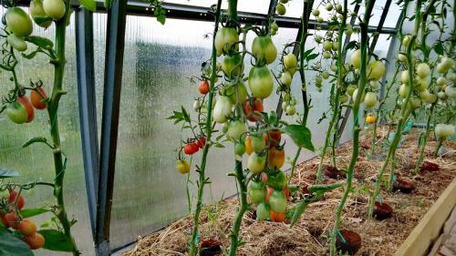 Томат юсуповский. Мои любимые сорта томатов.