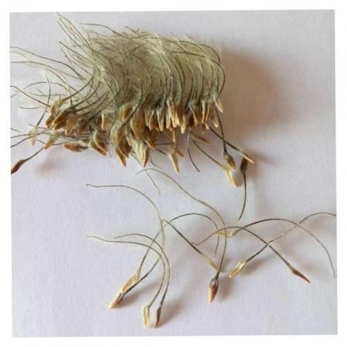 Клематис семена. Выращиваем клематис дома из семян – практическое руководство с фото