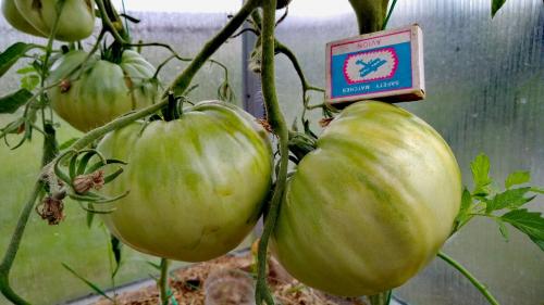 Томат юсуповский. Мои любимые сорта томатов.