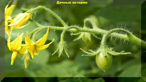 Спиртовой раствор Борной кислоты для растений. Развенчание мифов: борная кислота для растений.