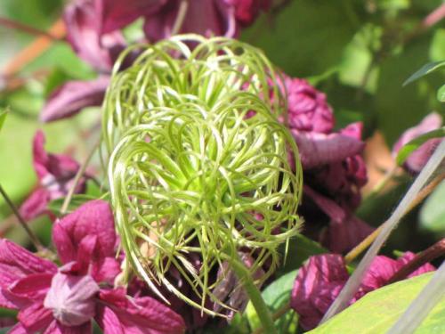 Клематис семена. Выращиваем клематис дома из семян – практическое руководство с фото