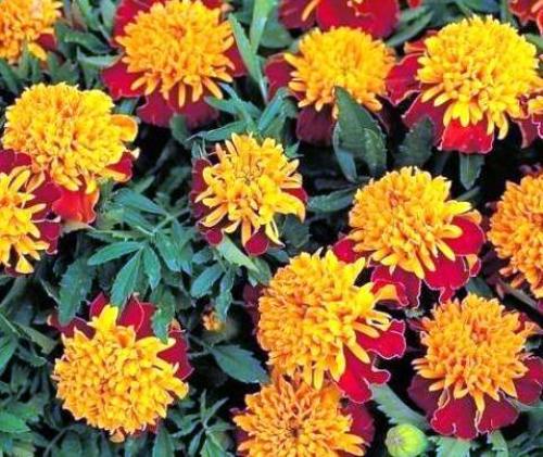 Бархатцы кармен. Низкорослые сорта бархатцев: название, фото и описание
