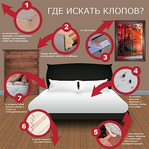 Как вывести клопов. Где прячутся клопы?