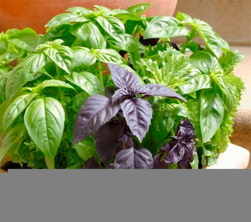 Красный базилик и его полезные свойства, как использовать и где хранить