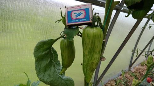 Томат юсуповский. Мои любимые сорта томатов.