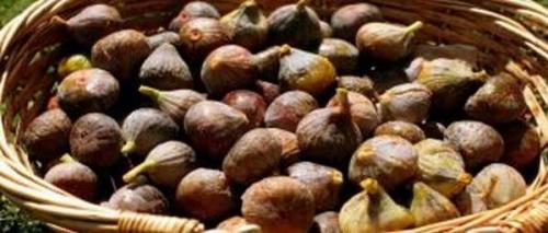 Как сушить шиповник на нитке. Как правильно сушить шиповник в домашних условиях: сушка плодов, листьев и цветов