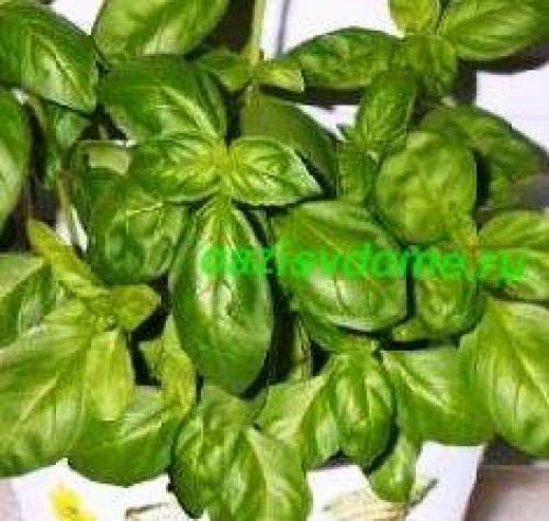 Базилик огородный. Чем полезен базилик? Польза пряной травы для женщин и мужчин. Худеем с помощью семян базилика!