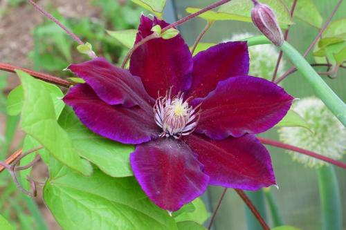 Клематис уход осенью. Уход за клематисом осенью — основные операции по подготовке к зиме