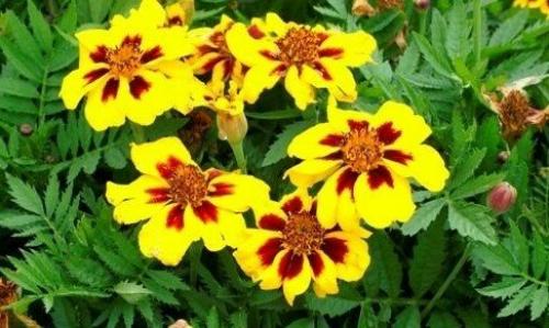 Бархатцы кармен. Низкорослые сорта бархатцев: название, фото и описание