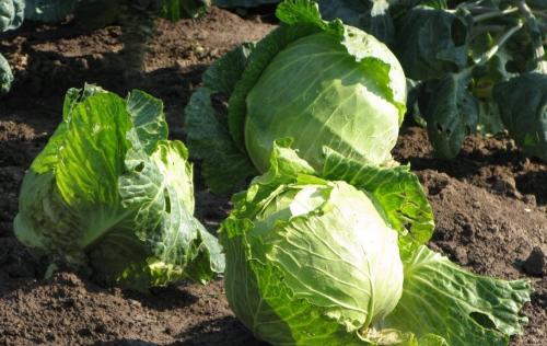 Как хранить капусту. Как сохранить капусту свежей до весны