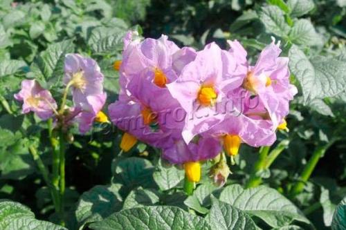 Сорт картофеля Розара. Описание сорта картофеля Розара