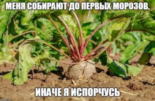 Как сохранить свеклу на зиму. Выбор и подготовка корнеплодов